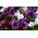 Petunia olbrzymiokwiatowa - Smolicka Superbissima - 60 nasion