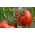 Pomidor Alka - wczesny, karłowy - NA TAŚMIE