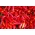 Papryka Jalapeno - bardzo ostra, czerwona - 85 nasion