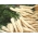 Pietruszka Kaśka - średnio wczesna - 3000 nasion