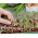 Microgreens - Burak liściowy - młode listki o unikalnym smaku - 450 nasion