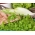Microgreens - Cykoria liściowa - młode listki o unikalnym smaku - 2160 nasion