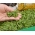 Microgreens - Gorczyca sarepska - młode listki o unikalnym smaku - 1200 nasion