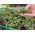 Microgreens – Jarmuż czerwony Scarlet - młode listki o unikalnym smaku - 900 nasion