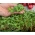 Microgreens - Rzodkiewka czerwona - młode listki o unikalnym smaku