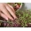 Microgreens - Szarłat czerwony - młode listki o unikalnym smaku - 4000 nasion