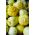 Ogórek Citron - gruntowy, żółty, cytrynowy - 70 nasion