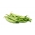 Fasola Delfina - szparagowa, zielona, do mrożenia i konserwowania