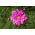 Onętek, Kosmos pełny Rose Bonbon - różowy - 75 nasion