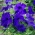 Petunia ogrodowa - Kaskada niebieska - Superkaskadia - 12 nasiona