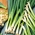 Cebula siedmiolatka Kroll - zielony, soczysty i łagodny szczypior - 125 nasion
