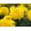 Aksamitka wielkokwiatowa Mona - żółta