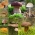 Zestaw grzybów pod drzewa iglaste + kania - 7 gatunków - grzybnia