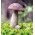 Zestaw grzybów pod brzozy + kania - 5 gatunków - grzybnia