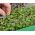 Microgreens - Green power - źródło zdrowia i sił witalnych w Twoim domu - zestaw 27 szt. + pojemnik do uprawy