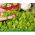 Microgreens - Fit pack - doskonały dodatek do sałatek - zestaw 10 szt. + pojemnik do uprawy