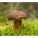 Zestaw grzybów pod świerki + kania - 5 gatunków - grzybnia