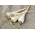 Nasiona otoczkowane - Pietruszka korzeniowa Halblange (Eagle) - śr. późna - 300 nasion
