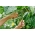 Fasola Delinel - szparagowa, zielonostrąkowa, karłowa