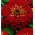 Austriacka flaga - zestaw 3 odmian nasion kwiatów