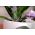 Odżywka orchid power - do storczyków - Compo - 50 x 30 ml