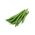 Fasola szparagowa zielona Syrenka