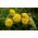 Budleja Dawida Sungold - żółte kwiaty wabiące motyle! - sadzonka C3