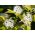 Dereń biały Sibirica - sadzonka w pojemniku C2