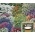 Kwietny Dywan - Mieszanka karłowych kwiatów jednorocznych - krążek 30 cm