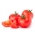 Pomidor Hector F1 - gruntowy i pod osłony, karłowy