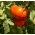 Pomidor Buffalosteak F1 - gruntowy i pod osłony, wysoki - 10 nasion