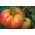Pomidor Delizia F1 - gruntowy i pod osłony, wysoki