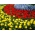 Zestaw tulipan żółty, tulipan czerwony i hiacynt niebieski - 45 szt.