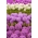 Zestaw czosnków wysokich w kolorze fioletowym i białym - 10 szt.