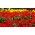 Szałwia błyszcząca czerwona + aksamitka wielkokwiatowa zółta - zestaw 2 gatunków nasion