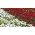 Stokrotka pomponette biała + czerwona- zestaw 2 odmian nasion kwiatów
