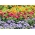 Żeniszek, cynia wytworna + cynia perska - zestaw 3 gatunków nasion kwiatów
