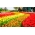 Zestaw tulipanów - czerwony, żółty i morelowy z żółtą obwódką - 45 szt.