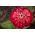 Cynia wytworna daliowa Burnus - czerwono-różowa - 120 nasion