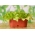 Mini ogród - Sałata na cięte listki - zielona, kędzierzawa - do uprawy na balkonach i tarasach