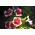 Petunia ogrodowa Iluzja - czerwona - 400 nasion