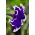 Petunia ogrodowa Iluzja - niebieska - 400 nasion