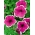 Petunia ogrodowa Iluzja - różowa - 400 nasion
