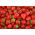 Truskawka Rumba - wczesna, intensywnie czerwona - 20 sadzonek XL