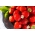 Truskawka   - wczesna, intensywnie czerwona - 100 sadzonek XL