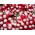 Rzodkiewka Opolanka - półdługa, czerwona z białym końcem - 100 gram - 8500 nasion