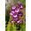 Penstemon Hartwego - mieszanka kolorów - 640 nasion