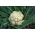 Kalafior Herbstriesen 2 o róży białej - 270 nasion