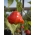 Papryka ozdobna - Dzwonek, późna, doskonała jako dekoracja ogrodu