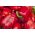 Papryka słodka Barbórka - czerwona, wczesna, polecana do uprawy w tunelach
